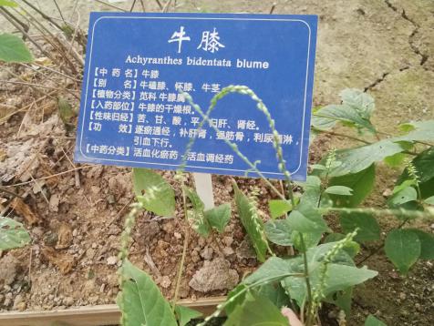 H动漫